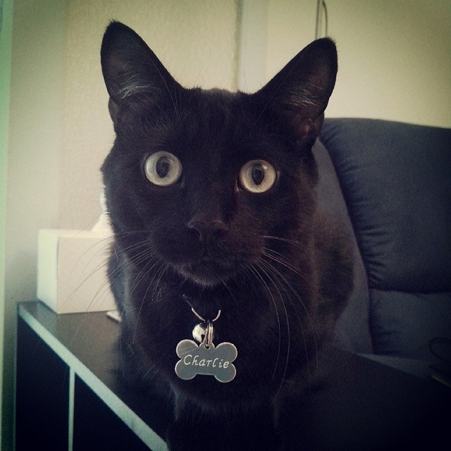 Black cat looking at camera